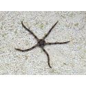 Ophiolepis superba