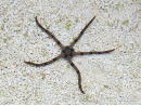 Ophiolepis superba