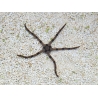 Ophiolepis superba