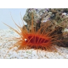 Lima scabra 