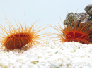 Lima scabra 