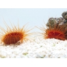 Lima scabra 