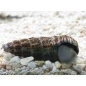 Rhinoclavis sp.