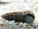 Rhinoclavis sp.