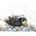 Cerithium echinatum