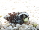 Cerithium echinatum