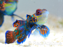 Synchiropus splendidus