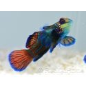 Synchiropus splendidus