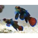 Pterosynchiropus splendidus en couple