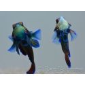 Pterosynchiropus splendidus en couple