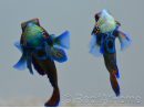 Pterosynchiropus splendidus en couple