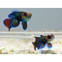 Pterosynchiropus splendidus en couple