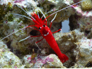 Lysmata debelius