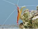 Lysmata amboinensis