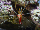 Lysmata amboinensis