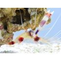 Stenopus hispidus