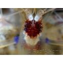 Stenopus hispidus
