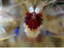 Stenopus hispidus