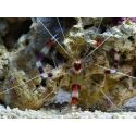 Stenopus hispidus