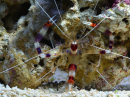Stenopus hispidus