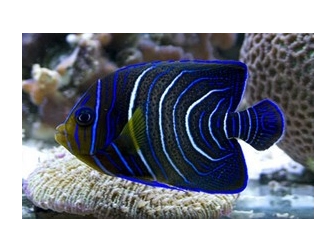 Pomacanthus semicirculatus juv