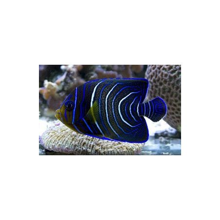 Pomacanthus semicirculatus juv
