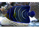Pomacanthus semicirculatus juv