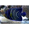 Pomacanthus semicirculatus juv