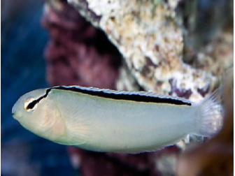 Meiacanthus smithii
