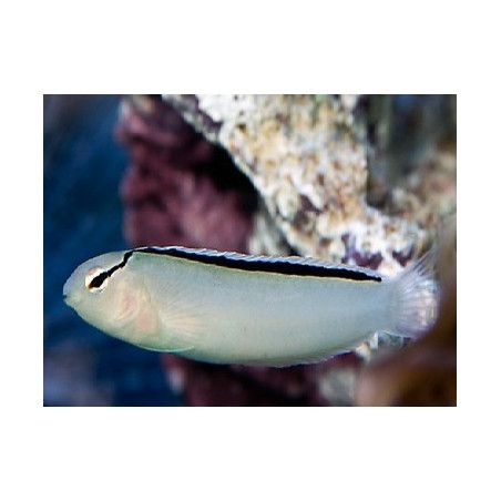 Meiacanthus smithii