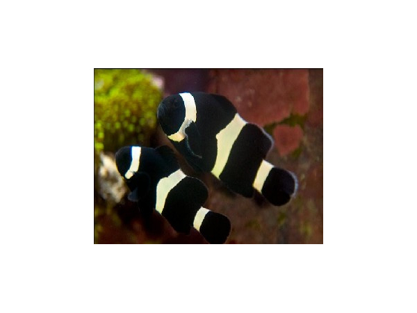 Amphiprion ocellaris full black