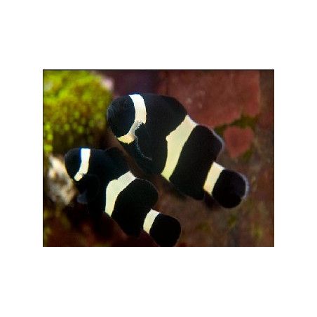 Amphiprion ocellaris full black