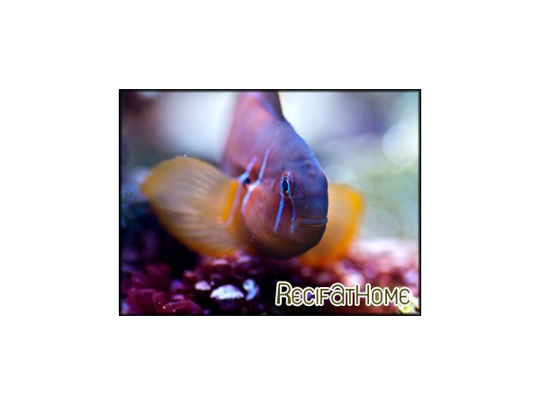 Gobiodon citrinus