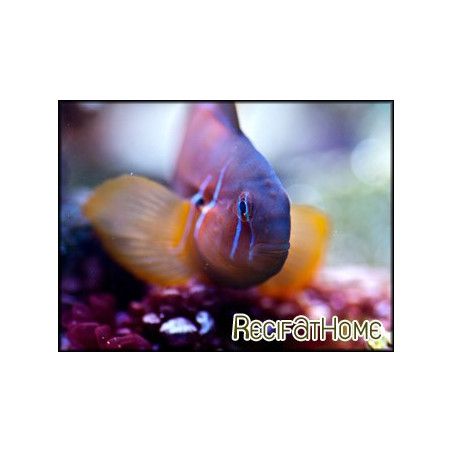 Gobiodon citrinus