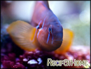 Gobiodon citrinus