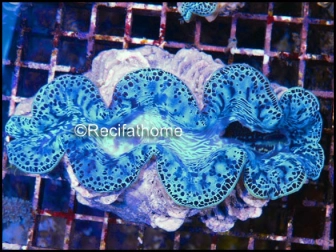 Bénitiers Ultra COLOR XL