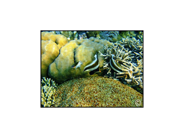 Heniochus chrysostomus
