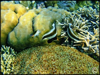 Heniochus chrysostomus