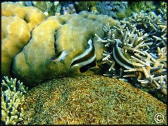 Heniochus chrysostomus