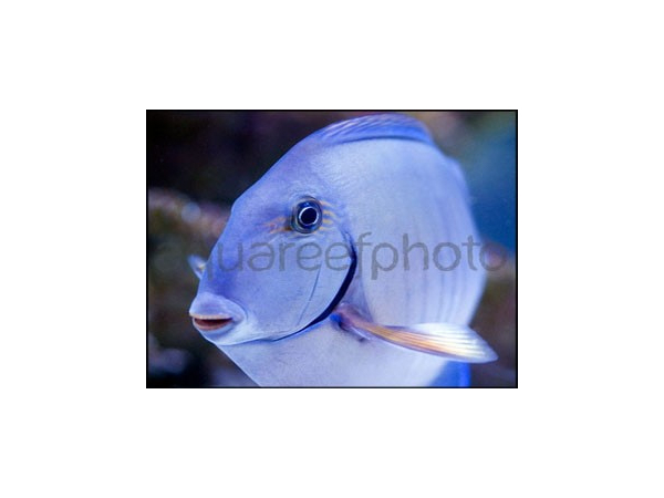 Acanthurus chirurgus
