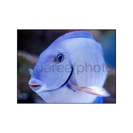 Acanthurus chirurgus