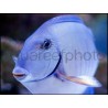 Acanthurus chirurgus