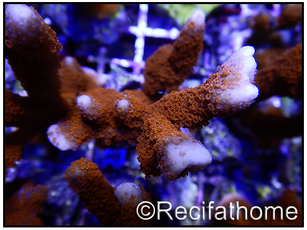 Montipora digitata rouge S