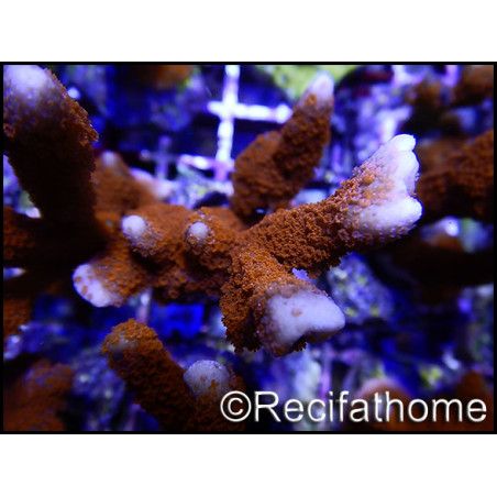 Montipora digitata rouge S