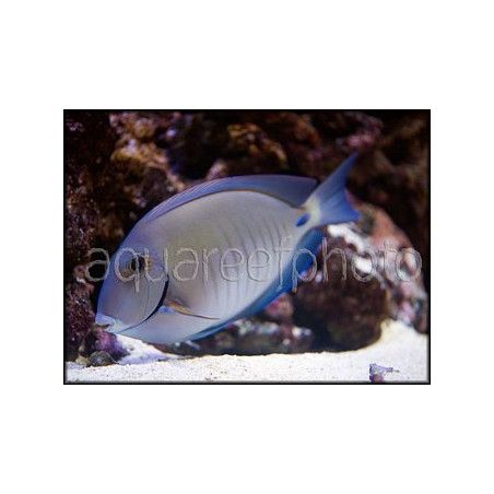 Acanthurus chirurgus