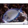 Acanthurus chirurgus