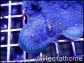 Echinopora lamellosa bi-color M