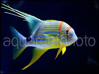 Symphorichthys spilurus