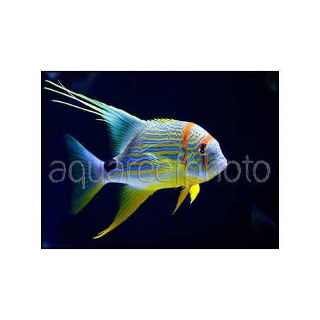 Symphorichthys spilurus