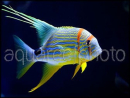 Symphorichthys spilurus